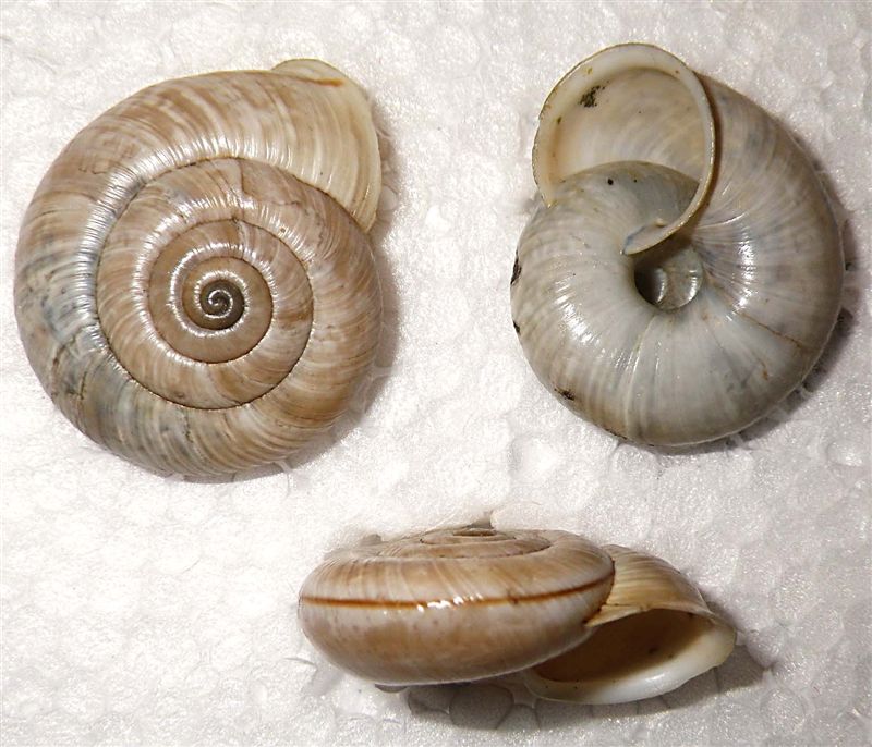 Chilostoma cingulatum colubrinum lago d''Iseo